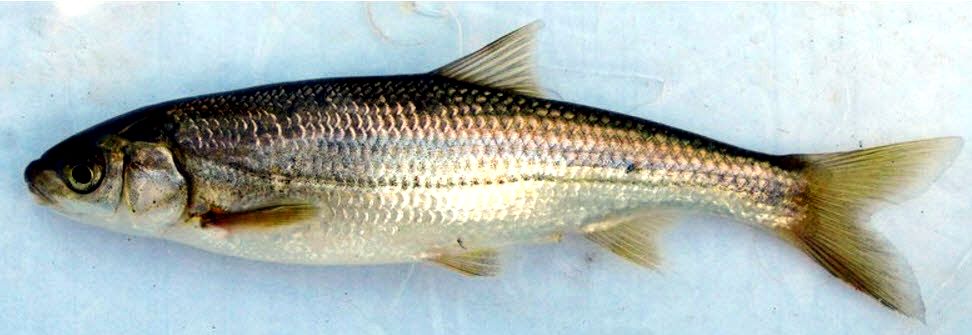 Parachondrostoma miegii_09.jpg